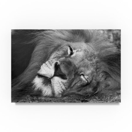 Robert Michaud 'Lion Sleeping' Canvas Art,30x47